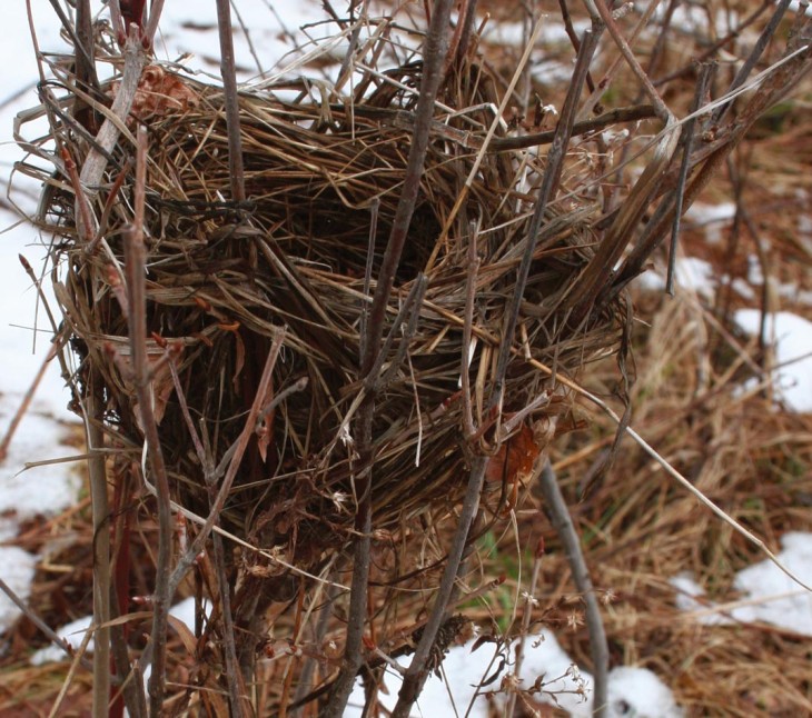 Which Bird Made That Nest?