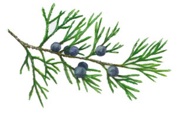 Eastern Redcedar, Juniperus virginiana