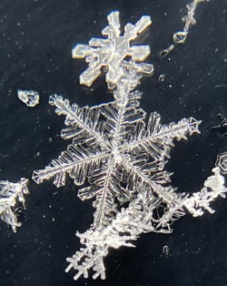 Snowflakes Photo: Lynette Reep