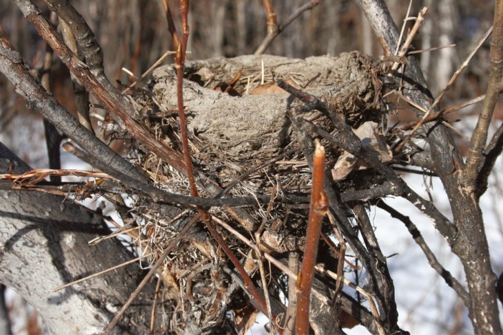 Which Bird Made That Nest?