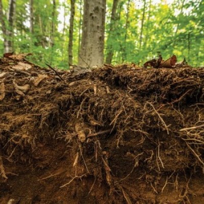 Roots cover  by Joe Klementovich