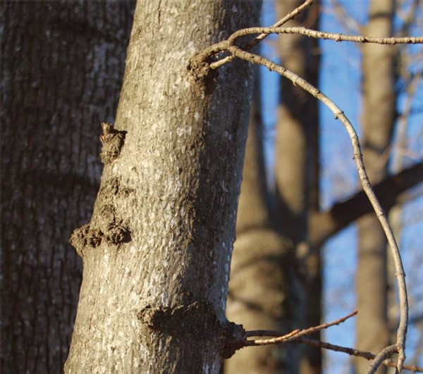 Woods Whys: Self-Pruning Branches