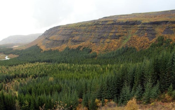 Forestry in Iceland?