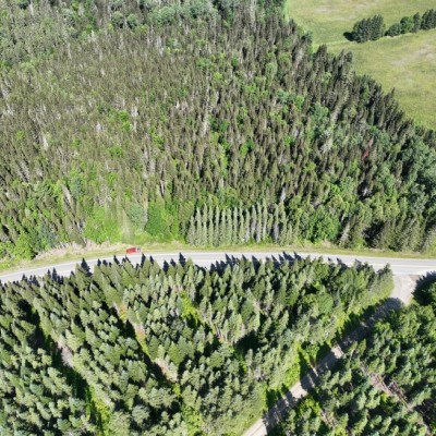 Mixed forest cover  by Neil Thompson / University of Maine at Fort Kent