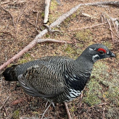 Translocating Spruce Grouse to Help Endangered Populations cover  by {credit:attr_safe}