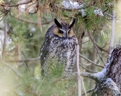 Owl in pines Photo: Karen Suhrhoff