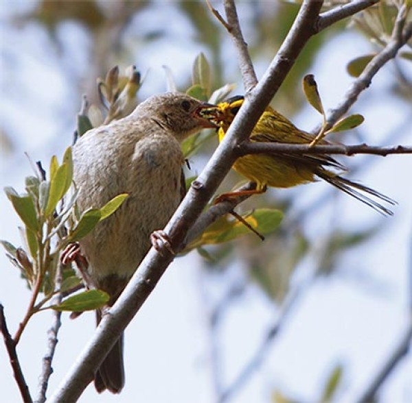 Birds in Focus: Pawning off Parenting