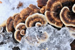 Turkeytail Photo: Liz Thompson