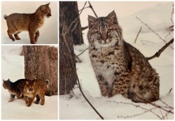 Bobcats Photo: Tom Thomson