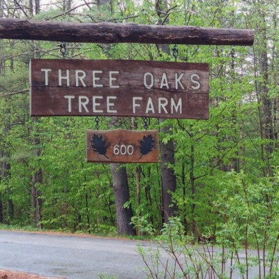 Tending the Future at Three Oaks Tree Farm cover 