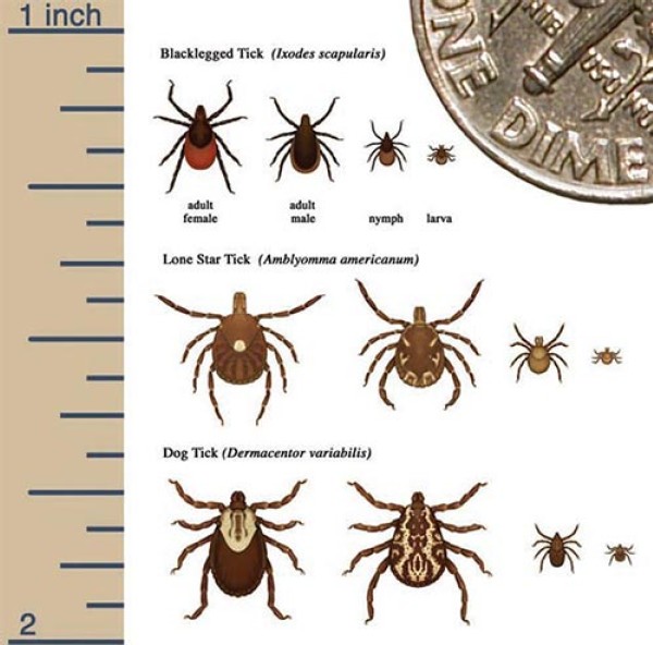 Tale of the Tick: How Lyme Disease is Expanding Northward