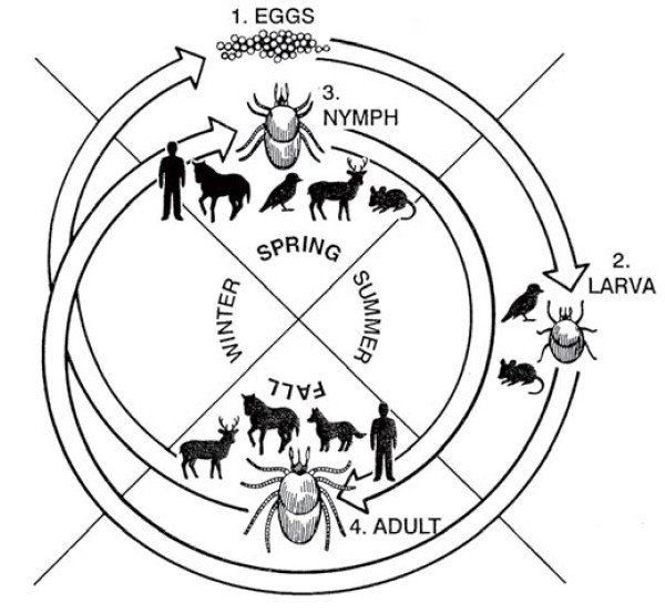 Tale of the Tick: How Lyme Disease is Expanding Northward