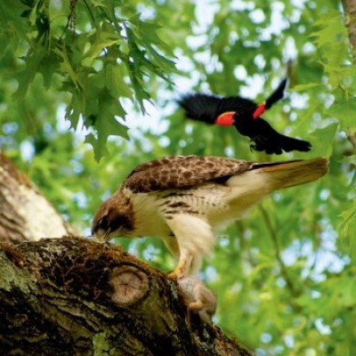 toomey_red_tailed_hawk.jpg cover 