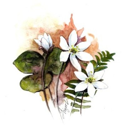 Hepatica blossom cover  by Adelaide Tyrol