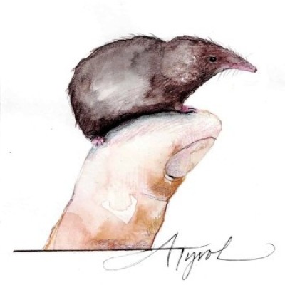Masked shrew cover  by Adelaide Tyrol