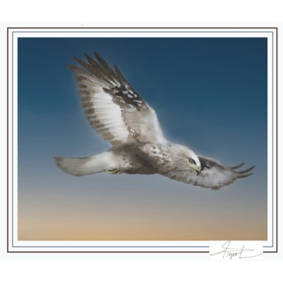 Rough legged hawk cover  by Adelaide Tyrol