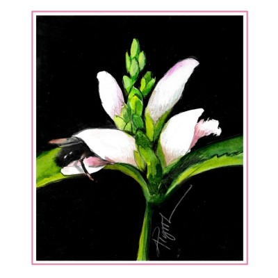 Turtlehead cover  by Adelaide Tyrol