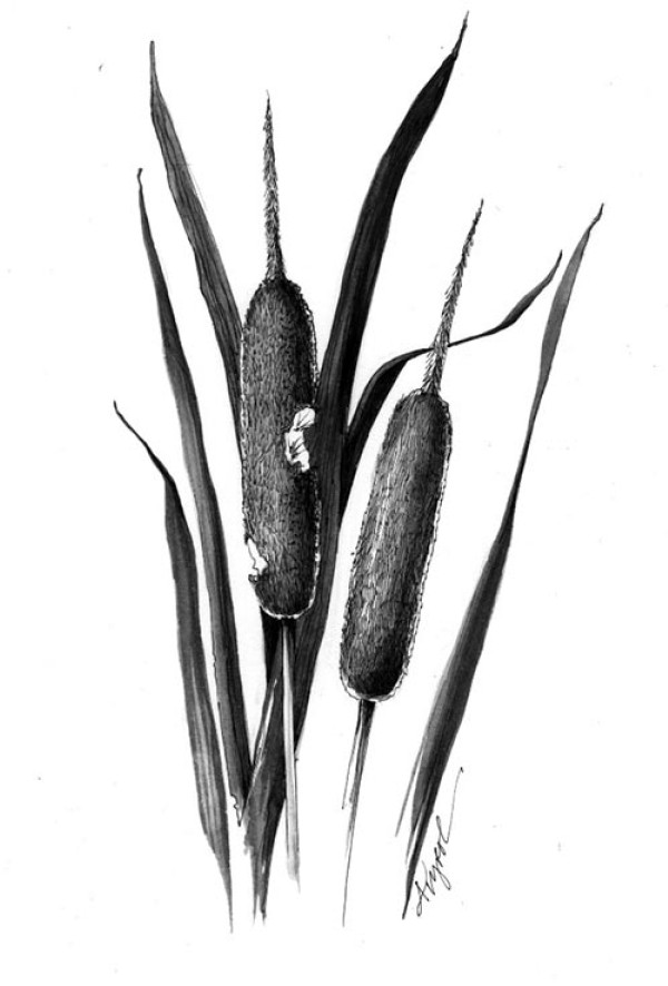 Cattails: Nature’s Supermarket