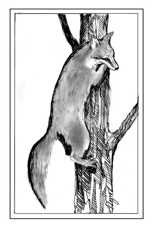 The Tree Fox