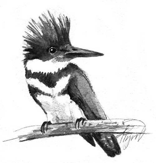 TOS_Kingfisher_web.jpg thumbnail