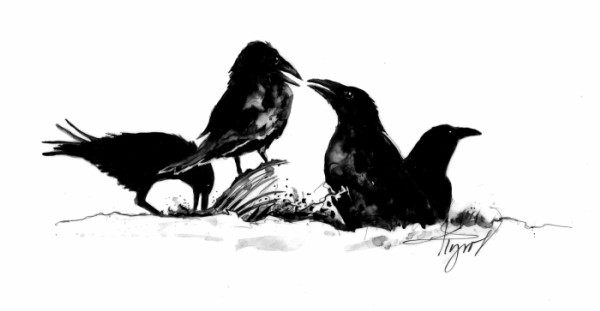 Ravens Foraging in Winter