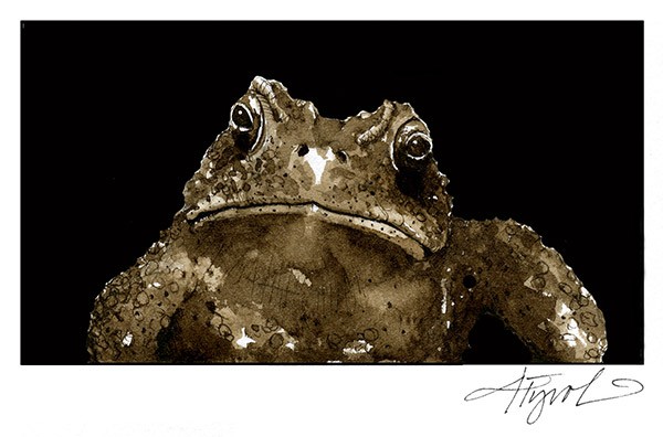 How Do Toads Avoid Croaking in Winter?