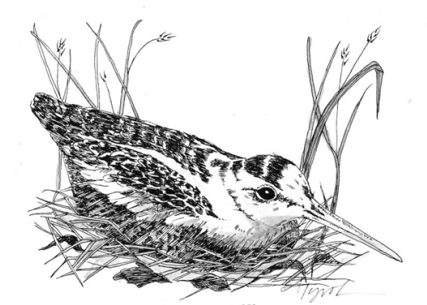 Woodcock Habitat