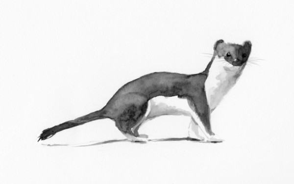 Delayed Implantation (And Other Weasel-like Behavior)