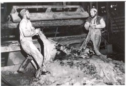 Hemlock and Hide: The Tanbark Industry in Old New York Photo: The Jones Township Historical Interest Group Collection