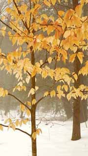 Why Do Some Leaves Persist On Beech and Oak Trees Well Into Winter?