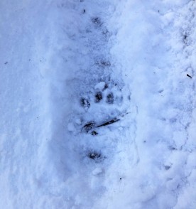 wit-snowy-footstep.jpg thumbnail