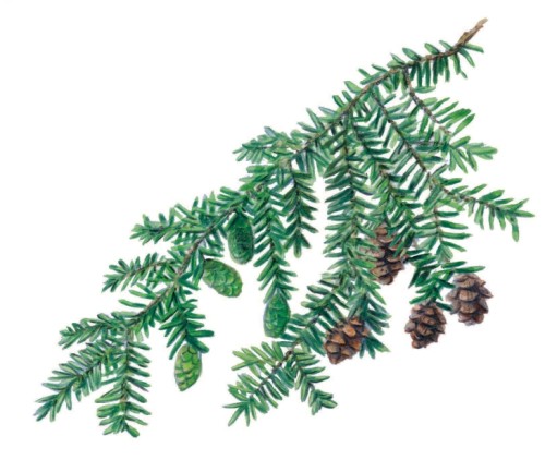 Eastern hemlock