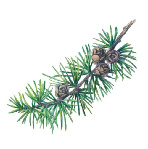Larch