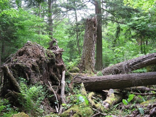 Eastern Old-Growth Forests