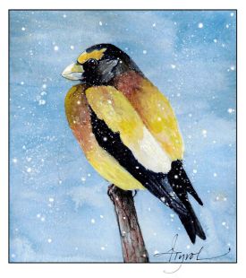 Evening grosbeak thumbnail