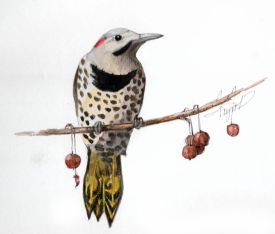 Northern flicker thumbnail