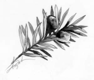 Canada Yew: A Native Evergreen thumbnail