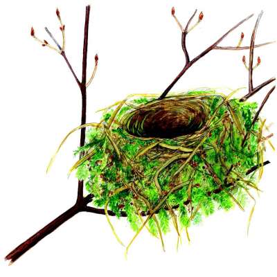 Cedar waxwing nest