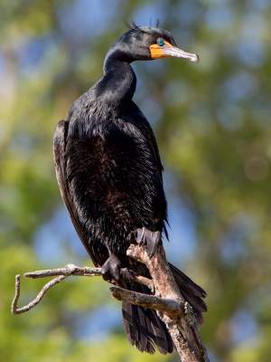 Double-crested Cormorants in Breeding Season thumbnail