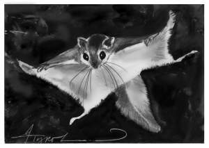 When North Meets South: Flying Squirrel Hybrids thumbnail