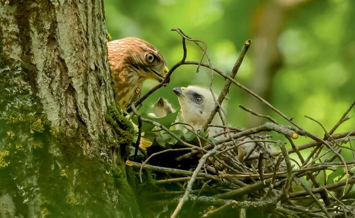 Hawk nest thumbnail