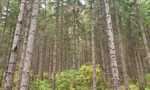 Forest Density a Growing Concern thumbnail
