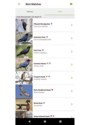 The Wizardry and Weaknesses of Cornell’s Merlin Bird ID thumbnail