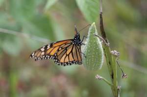 How to Grow Milkweed for Monarchs thumbnail