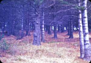 An Uncertain Future for Old Field Forests thumbnail