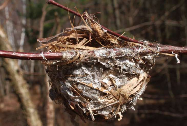 Red-eyed vireo nest