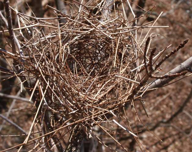 Scarlet tanager nest