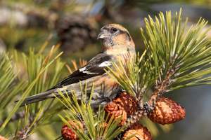 A Winter Forecast for Crossbills thumbnail