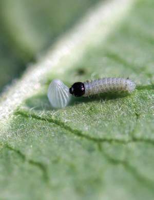 Cannibalistic Monarch Larvae thumbnail