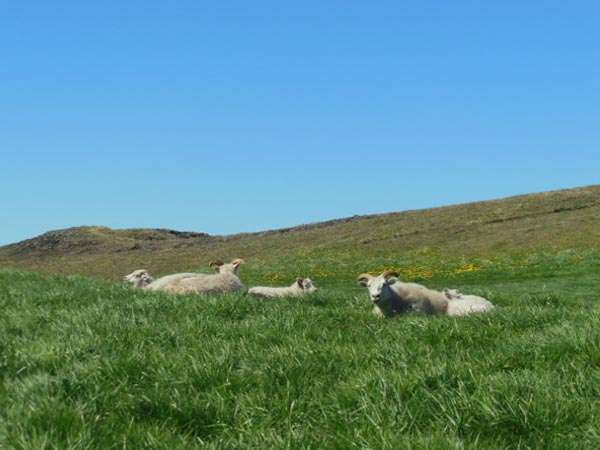 Iceland-sheep-w.jpg